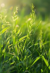 Lush Green Foliage Bathed in Soft Morning Sunlight in Peaceful Rural Landscape