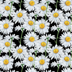 Seamless pattern of Hand Drawn watercolor floral plants camomile flowers. Herb flowers daisy. On black background. Botanical greenery chamomile flower illustration. For fabric, wallpaper, wrapping