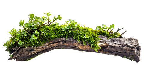 Green moss on old tree trunk isolated on transparent background with clipping path