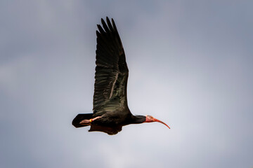 Northern bald ibis, hermit ibis, or waldrapp (Geronticus eremita) in flight. Fagagna, Udine province, Friuli Venezia Giulia, Italy.