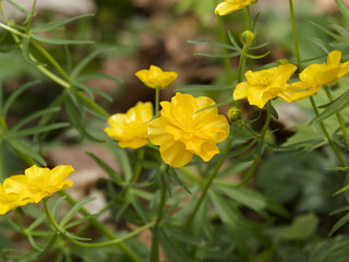 Ranunculus arvensis | Field buttercup - Meadow buttercup - Corn buttercup. Beautiful yellow shiny...