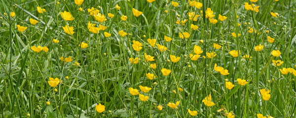 A clump of field buttercups (Ranunculus arvensis) with yellow petals at the top of erect stems with...
