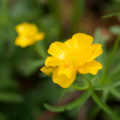 Fototapeta premium Ranunculus arvensis | Field buttercup - Meadow buttercup - Corn buttercup. Beautiful yellow shiny petals on erect green stem with lobed foliage