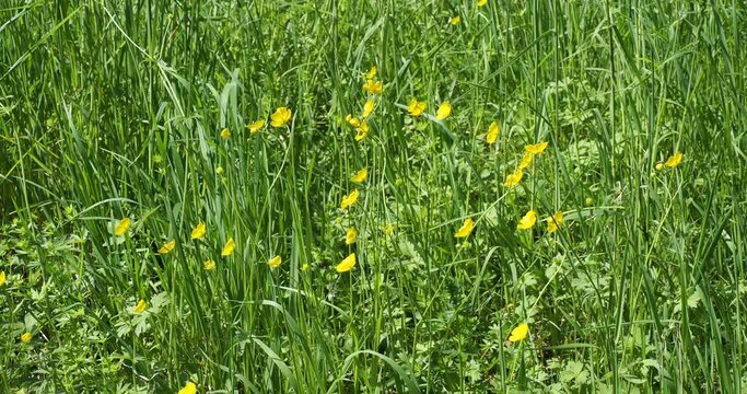 Ranunculus arvensis - Meadow or field buttercup. Yellow flowers with shiny petals, green leaves divided into lobes on stems growing in colonies in green meadows among other wildflowers

