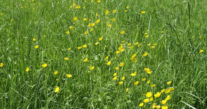Ranunculus arvensis | Spring flowering of meadow buttercups or field buttercupsa mong tall grass and wild plants swaying in the wind
