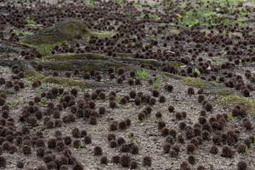 モミジバフウの実