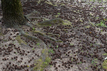 モミジバフウの実