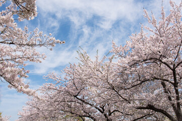 桜