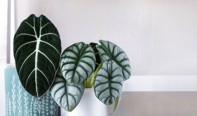 Alocasia in pots on stand.Floral interior decor, indoor plants.Alocasia Silver Dragon and large...