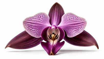  Elegant orchid bloom in full glory