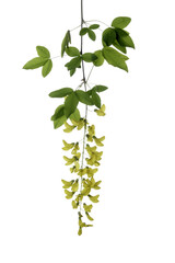 Caragana Arborescens