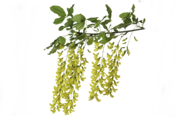 Caragana Arborescens
