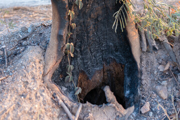 Trees that survived the fire