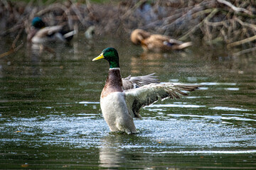 Graceful Takeoff: Male Duck Soaring from Pond with Spread Wings, Creating a Spectacular Water Spray...