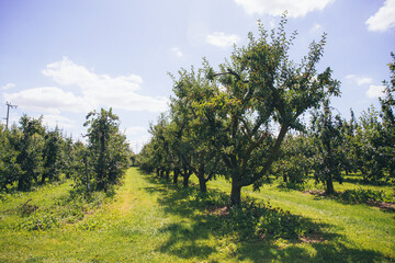 Fototapeta premium Plum trees with ripe fruits in a farm garden against a blue sky