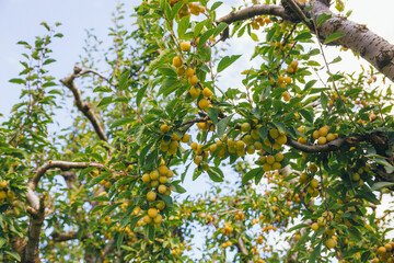 Branches of plum trees with ripe fruits of yellow plums of the Mirabelle variety