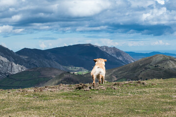 Un perro a saltos por la montaña 