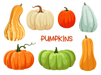 A set of bright ripe pumpkins on a white background. Vegetables of different shapes and sizes. Vector illustration in cartoon style.