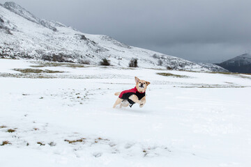 Un perro se divierte en la nieve 