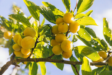Yellow ripe Mirabelle plum hanging on a tree branch in the backlight of the sun