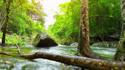 Experience the epic beauty of an amazing stream, enveloped by vibrant, lush green tropical forest....