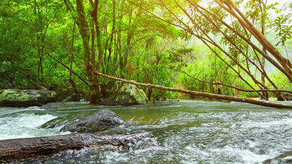 Obraz premium A breathtaking stream flows through a lush, vibrant tropical forest, its crystal-clear waters shimmering under the canopy's emerald embrace. Thailand. Travel destination concept. Stream background. 