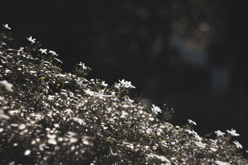  fragrant plant in a garden,
A branch of beauty petite white petals Wrightia flowering shrub on...