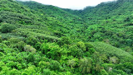 Above the mystical realm of a fog-kissed tropical forest, the drone captures an enchanting...