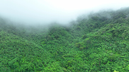 The drone aerial flying over a dense, fog-enshrouded tropical forest. Lush vegetation thrives in...