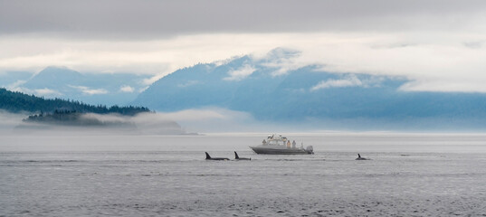 Four killer whales or orca (Orcinus orca) on whale watching tour with boat and tourist people,...