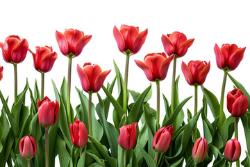 Fototapeta premium Red Tulip Flowers, Isolated on a White Background 