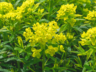 Closeup of yellow flowers of Euphorbia palustris Walenburgs Glorie