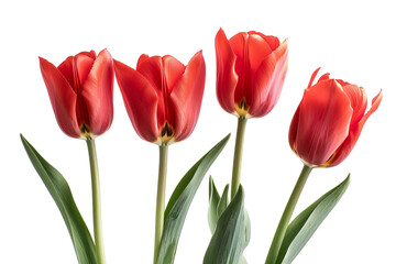 Fototapeta premium Red Tulip Flowers, Isolated on a White Background 