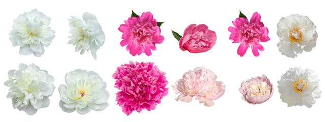 White and Pink Peonies Set.Different Flowers in Set. Pink buds of peonies flowers isolated on white...