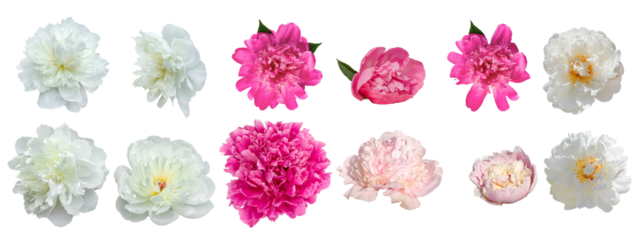 White and Pink Peonies Set.Different Flowers in Set. Pink buds of peonies flowers isolated on white background. Set of blooming lush peonies for design