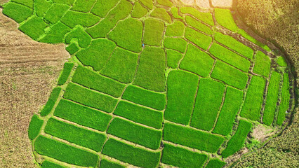 Aerial view of lush rice paddies and golden cornfields, the heart of rural agriculture, sustaining...