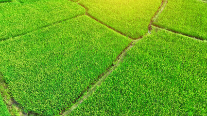 A lush, green tapestry unfolds below, whispering the promise of the staple Thai cuisine. Rice...