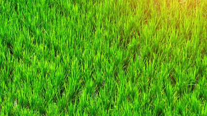 Bird's eye view reveals endless green rice fields in Thailand, underlining their pivotal role in...