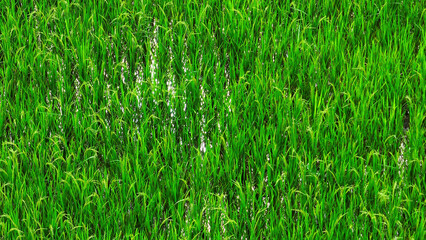 Fertile Abundance: Thailand's lush green rice fields, symbolize abundance and prosperity, a...