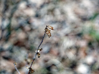 Last year's grass in a field in early spring
