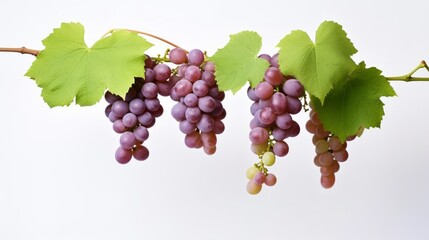 ripe grapes on a vine with vibrant green leaves against a white background