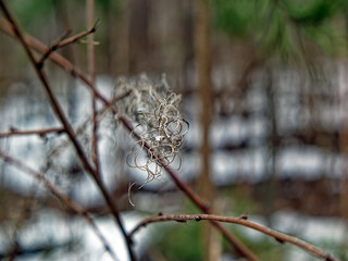 Young spruce branch in spring, close-up