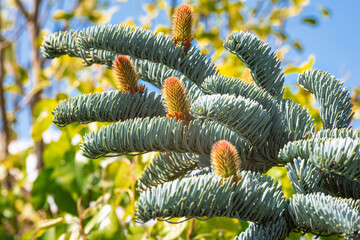 Young cones on the branches of a noble fir (Abies procera)
