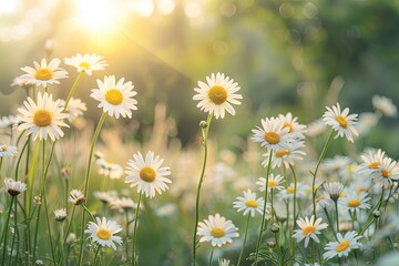 Sunlit Meadow: Tranquil Morning with Wild Flowers and Chamomile