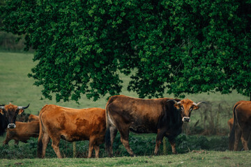 cattle grazing outdoors in the field, cow