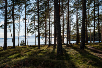 Obraz premium Backlight through forest of pine trees near Motala Sweden