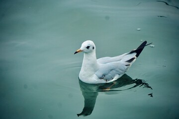 Fototapeta premium seagull on the beach