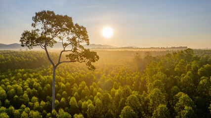 Beautiful nature view, big trees in the middle of the forest with sunrise light in the morning.