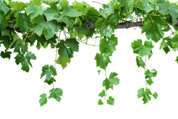 A vine with green leaves isolated from the white or transparent background