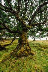 Fanal Forest. Misty forest in Fanal.  Old laurel tree in laurel tree forest in madeira in Portugal